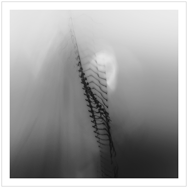 Los Principios Básicos 034 | Cattaneo Photo